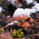 first snow, mushrooms, nature