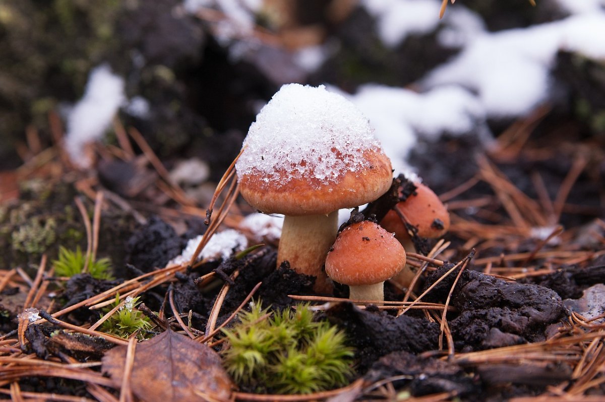 first-snow-mushrooms-nature-stockpack-pixabay.jpg first snow, mushrooms, nature