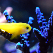 fish-reef-coral-stockpack-pixabay.jpg fish, reef, coral