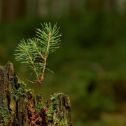 forest-seedling-conifer-stockpack-pixabay.jpg forest, seedling, conifer