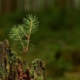forest, seedling, conifer