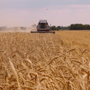 harvest-harvester-grain-stockpack-pixabay.jpg harvest, harvester, grain