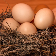 nest-eggs-full-stockpack-pixabay.jpg nest, eggs, full