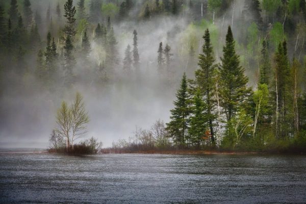 river, forest, fog