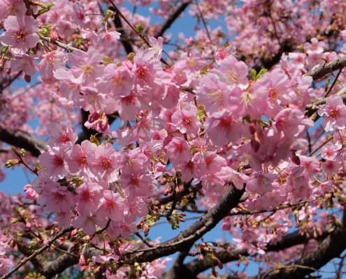 sakura, cherry blossom, tokyo