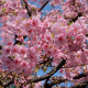 sakura-cherry-blossom-tokyo-stockpack-pixabay.jpg sakura, cherry blossom, tokyo