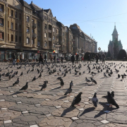 victory square, pigeons, buildings