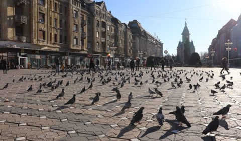 victory square, pigeons, buildings