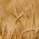 wheat-field-cereals-stockpack-pixabay.jpg wheat, field, cereals