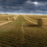 wheat, wheatfields, countryside