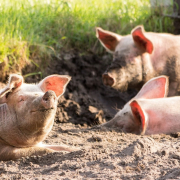 animals-pigs-mammal-stockpack-pixabay.jpg animals, pigs, mammal