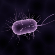 bacteria, bacterium, microbiology