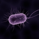 bacteria-bacterium-microbiology-stockpack-pixabay.png bacteria, bacterium, microbiology