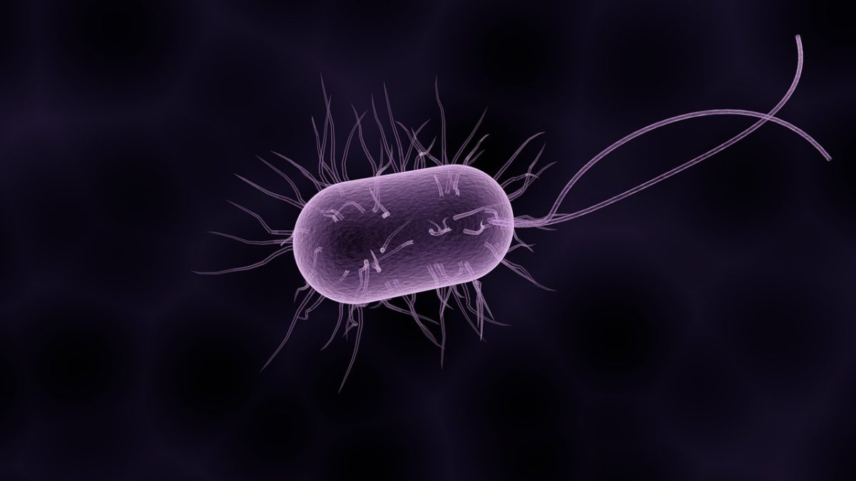 bacteria-bacterium-microbiology-stockpack-pixabay.png bacteria, bacterium, microbiology