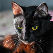 black-cat-cat-pet-stockpack-pixabay.jpg black cat, cat, pet