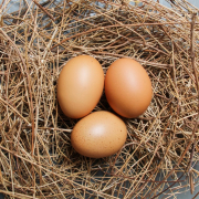 brown egg on brown nest
