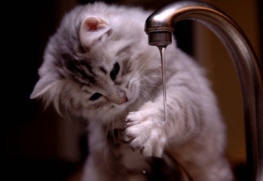cat-curious-cat-tap-water-stockpack-pixabay.jpg cat, curious cat, tap water