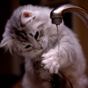 cat, curious cat, tap water