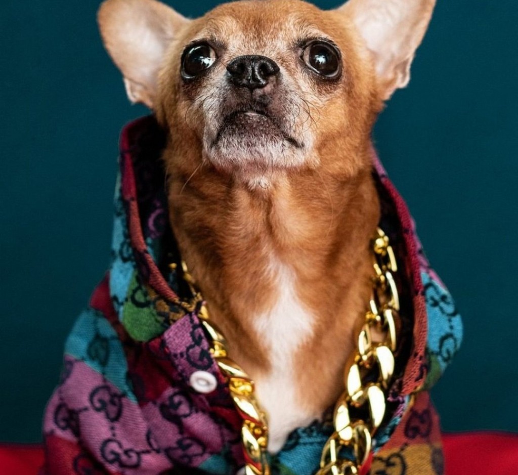 chihuahua-dog-animal-stockpack-pixabay-1513x2269 Chihuahua Dog Animal Stockpack Pixabay 1513x2269