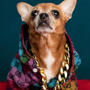 chihuahua-dog-animal-stockpack-pixabay-1513x2269 Chihuahua Dog Animal Stockpack Pixabay 1513x2269