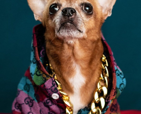 chihuahua-dog-animal-stockpack-pixabay-1513x2269 Chihuahua Dog Animal Stockpack Pixabay 1513x2269