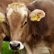 cow-ruminant-dairy-cattle-stockpack-pixabay.jpg cow, ruminant, dairy cattle