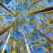 eucalyptus-tree-flora-stockpack-pixabay.jpg eucalyptus, tree, flora