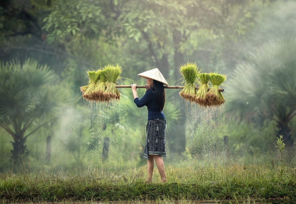 harvesting-myanmar-burma-stockpack-pixabay.jpg harvesting, myanmar, burma