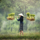 harvesting-myanmar-burma-stockpack-pixabay.jpg harvesting, myanmar, burma