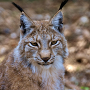 lynx-animal-big-cat-stockpack-pixabay.jpg lynx, animal, big cat