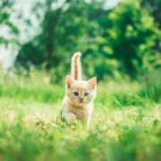 orange-tabby-kitten-in-grasses-stockpack-unsplash.jpg orange tabby kitten in grasses