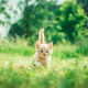 orange-tabby-kitten-in-grasses-stockpack-unsplash.jpg orange tabby kitten in grasses