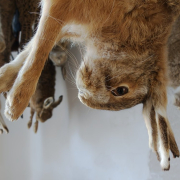 rabbit-dead-game-stockpack-pixabay.jpg rabbit, dead, game