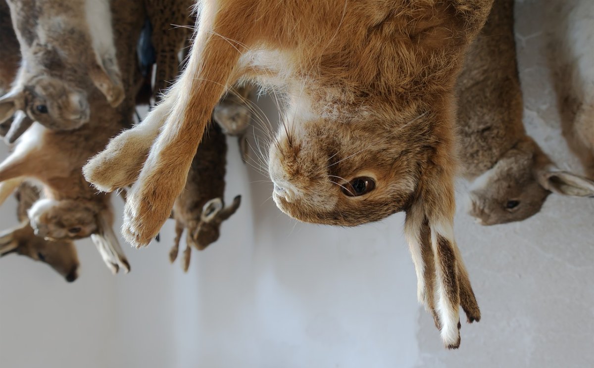 rabbit-dead-game-stockpack-pixabay.jpg rabbit, dead, game