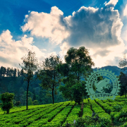 rainforest-alliance-for-tea-1024x1024 Rainforest Alliance For Tea 1024x1024