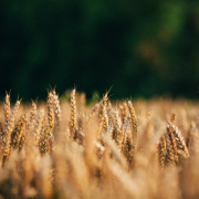 selective-focus-photo-of-wheat-field-stockpack-unsplash.jpg selective focus photo of wheat field