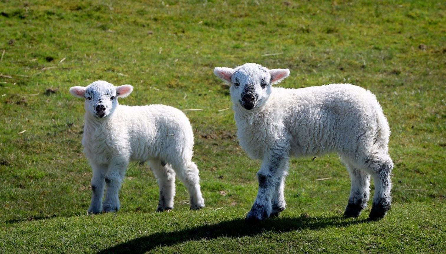 sheep, lamb, loyal to