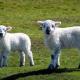 sheep-lamb-loyal-to-stockpack-pixabay.jpg sheep, lamb, loyal to