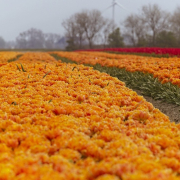 tulips-tulip-orange-stockpack-pixabay.jpg tulips, tulip, orange