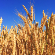 wheat-field-stockpack-unsplash.jpg Wheat Field