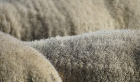 wool, sheep, white