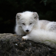 No_Fur No Fur