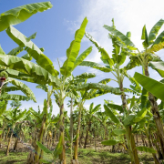 banana-plantation-africa-agriculture-stockpack-pixabay.jpg banana plantation, africa, agriculture