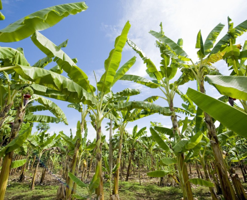 banana-plantation-africa-agriculture-stockpack-pixabay.jpg banana plantation, africa, agriculture