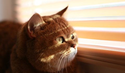 cat, blinds, sun