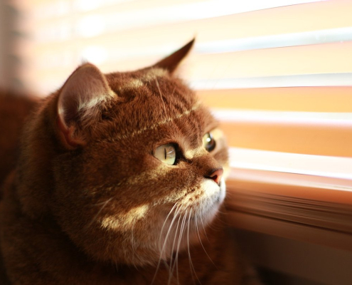 cat-blinds-sun-stockpack-pixabay.jpg cat, blinds, sun