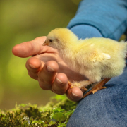 chick-chicken-hand-stockpack-pixabay.jpg chick, chicken, hand