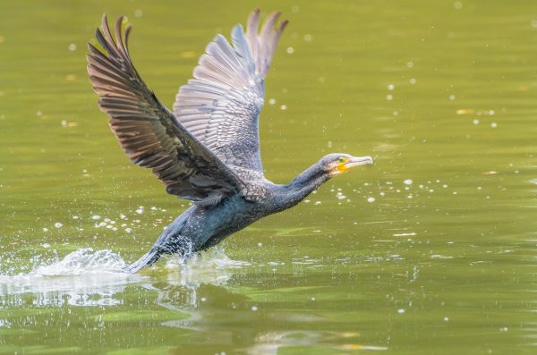 cormorant, bird, lake