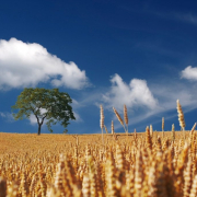 field, cereals, summer