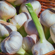 garlic, fresh, aromatic plant